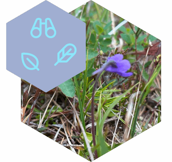 Kartierung und Monitoring / Bild